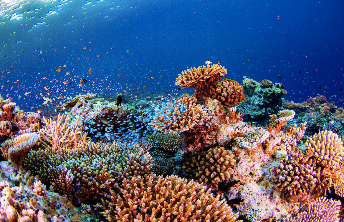 maldives coral reefs