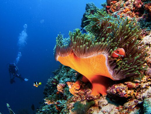 Maldives coral reefs